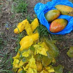 Ich gebe es zu, ich bin mangosüchtig...