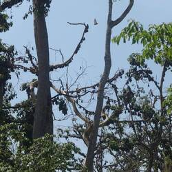 Massenhaft hängen sie in den Bäumen