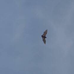 Aber auch im Flug kann man sie gut beobachten