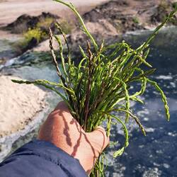Wilder Spargel, selbst gepflückt
