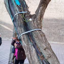 Man bemerke die Infusion und die zwei Auslässe am Baum.