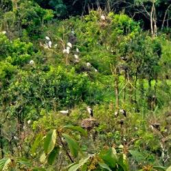 Zoom in. Birds returning for the night.