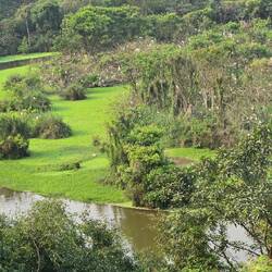 Bird island. All those white dots are in fact birds.