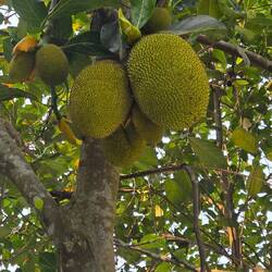 Durian fruit. The stinkiest fruit on the planet!
