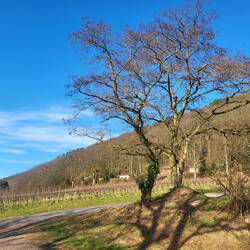Abschied von Gleisweiler