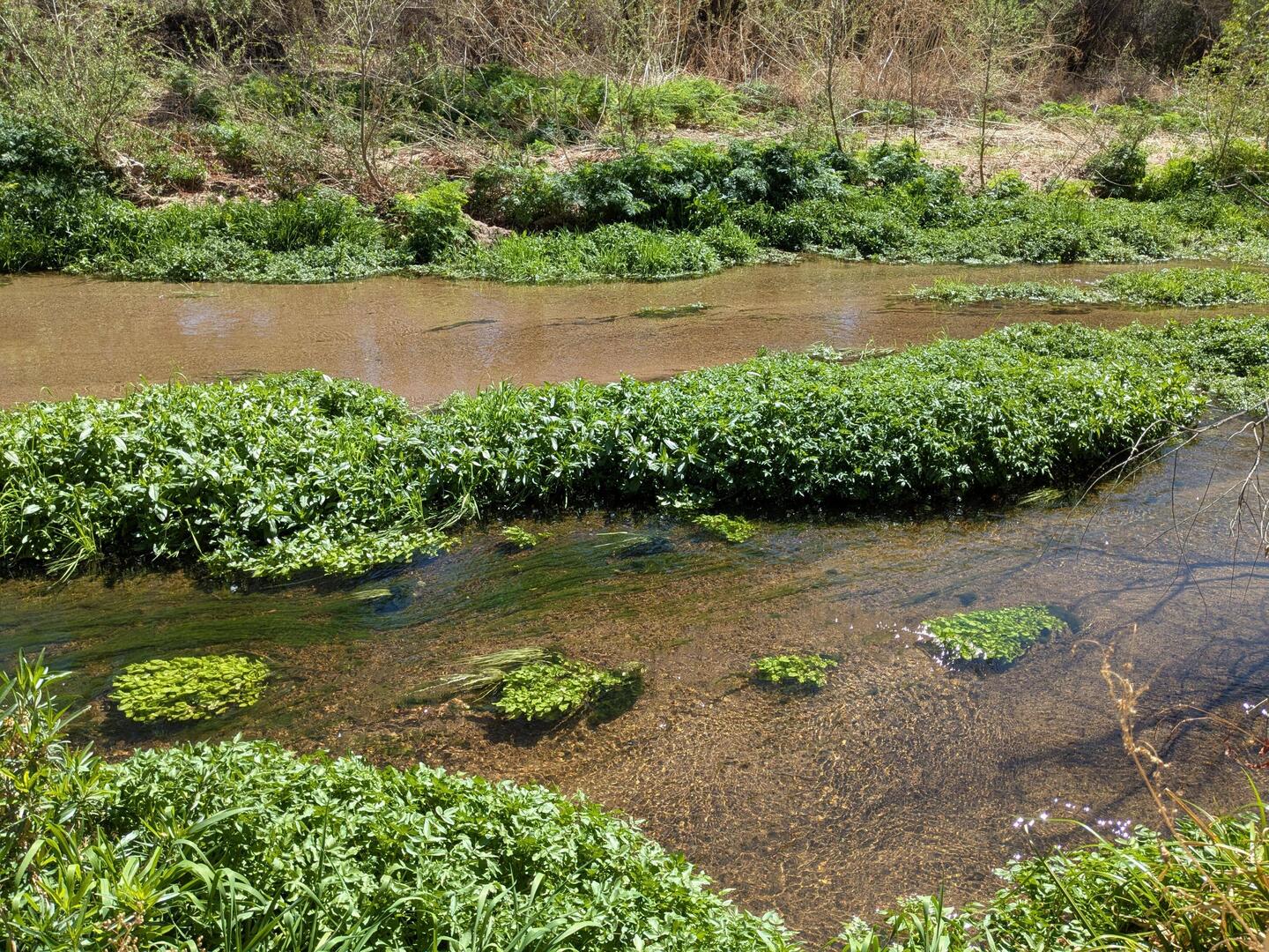Growth asking the river