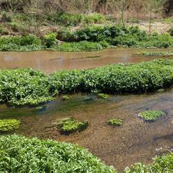 Growth asking the river