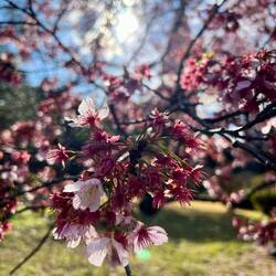 Sakura 🌸🌸🌸