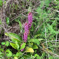 Giant orchid