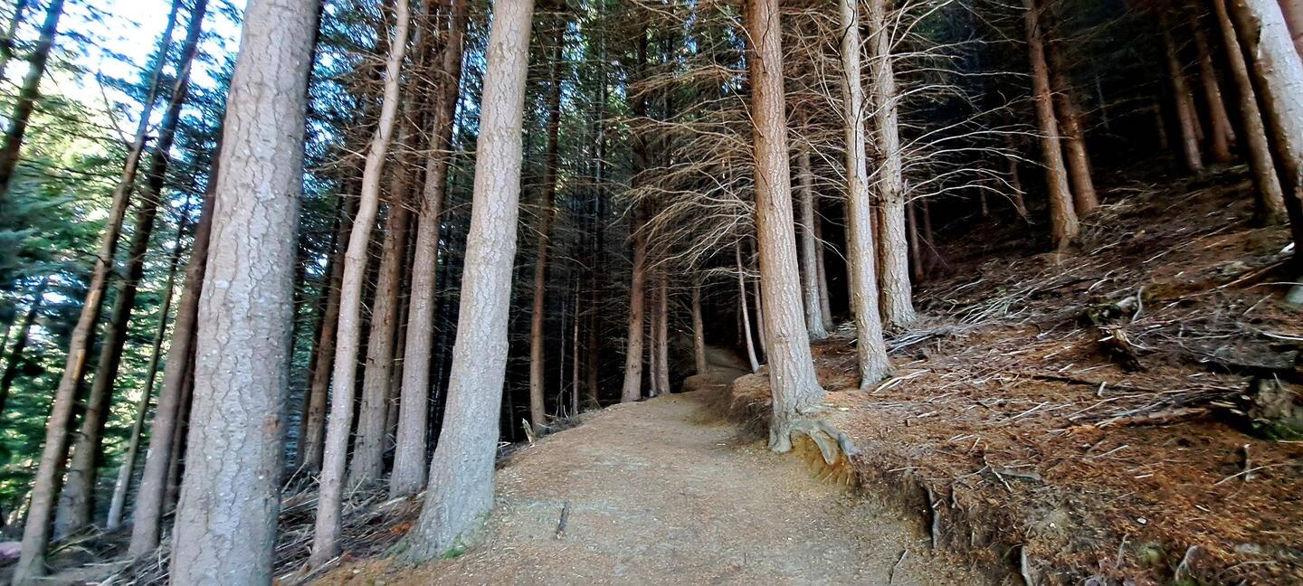 The beginning of the trail. Looked like we were entering a dark forest.