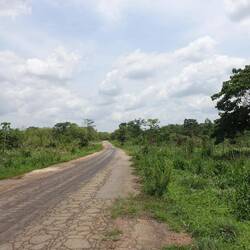 Zum Glück kann ich auf der ruhigen, alten Straße parallel fahren - links eine kleine Papayaplantage