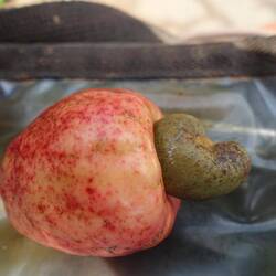 Der Stiel der Cashewfrucht ist zum leckeren Cashewapfel verdickt, die Nuss hängt unten dran