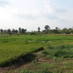 Reisfelder in Stufen, wie man sie aus China kennt