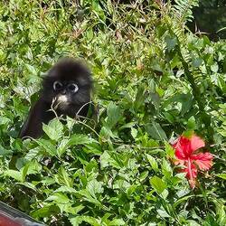 Dusky Leaf Monkey atop Penang Hill.