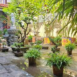 Bonsai garden at Kek Sok Li.