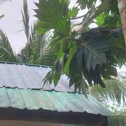 Sowas wie Jackfruit, aber nur essbar when cooked