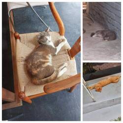 Nicht nur ich war am Chillen 🐈