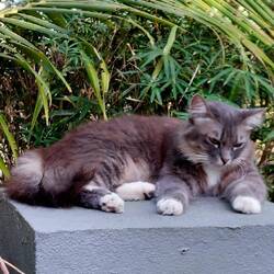 Bye, stray cat 🐈