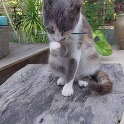 Will miss you all, skinny cats 🐈