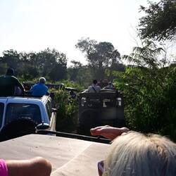 Traffic jam at elephant central