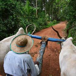 Rare unbuilt pic from an ox cart