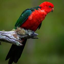Königssittich männlich (King Parrot)