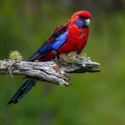 Crimson Rosella