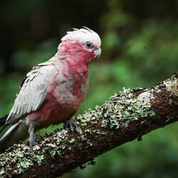 Galah (Rosakakadu)
