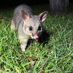 Possum