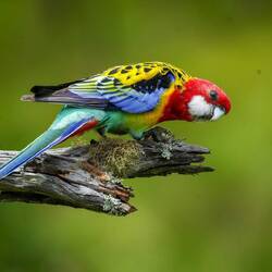 Eastern Rosella