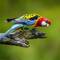 Eastern Rosella