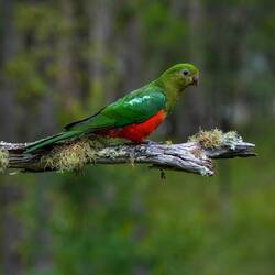 Königssittich weiblich