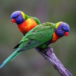 Lorikeets
