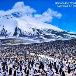 Just some of the 2 million plus chinstrap penguins at the world's largest colony in the world.