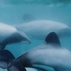 So sehen die Delphine aus