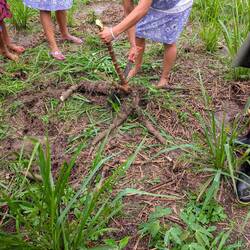 Rausziehen der Maniokwurzel