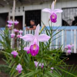 Orchidee