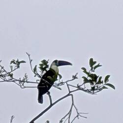 Ein Tucan 😊