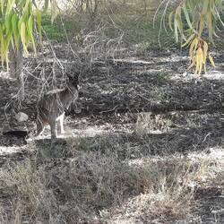 Un qui pointe le bout de son nez...