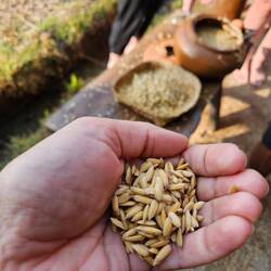Dried rice that was saved for planting