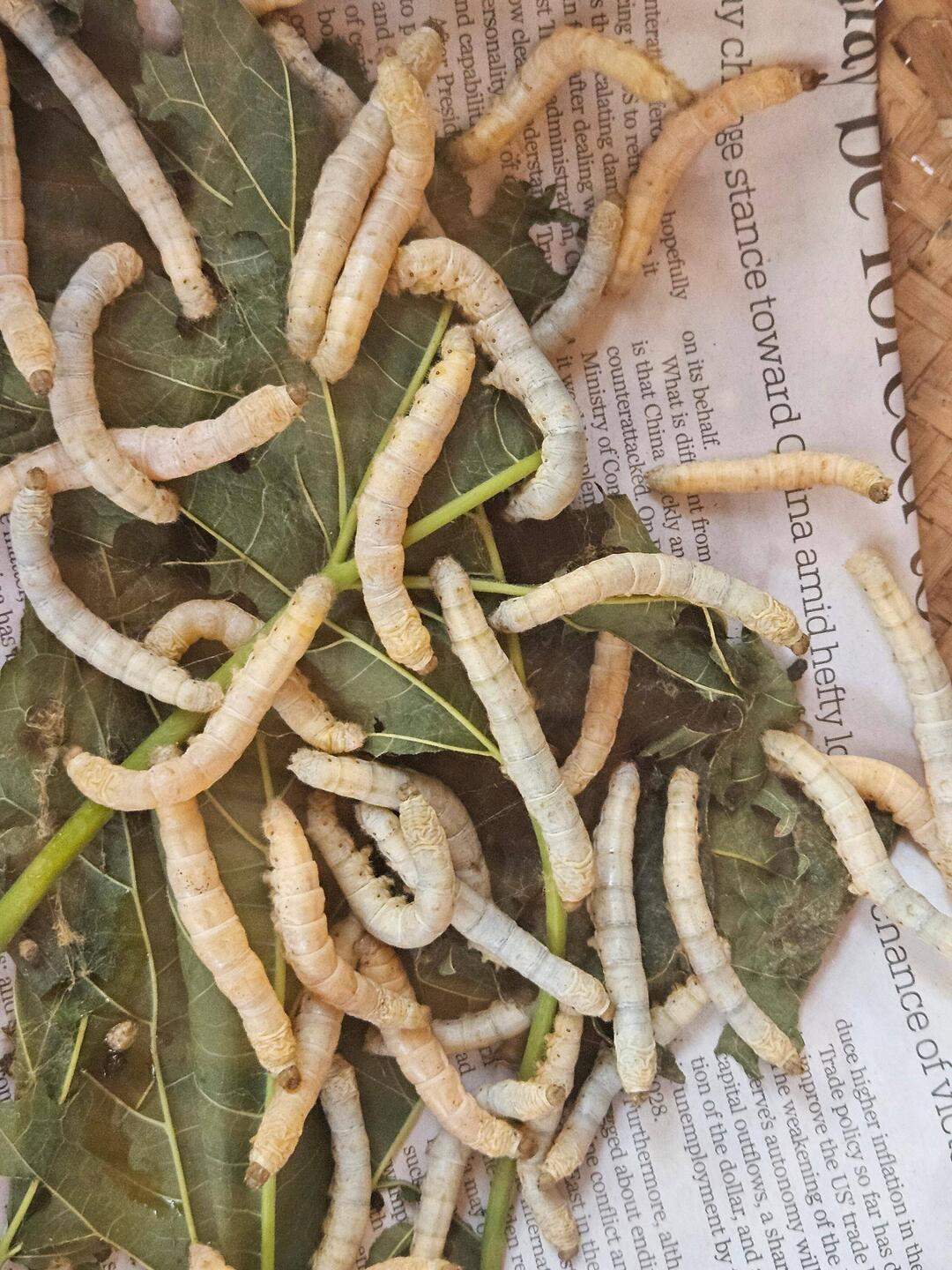 Silk worms