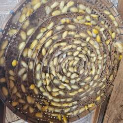 Silkworm cocoon tray