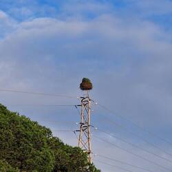 ...fast jeder Mast hier ist bewohnt 😍