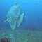 Batfish posse