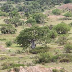 Im Tal stehen wieder einmal Baobab-Bäume