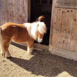 Miniature horse