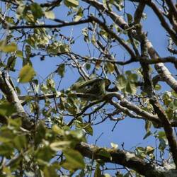 Green pigeon