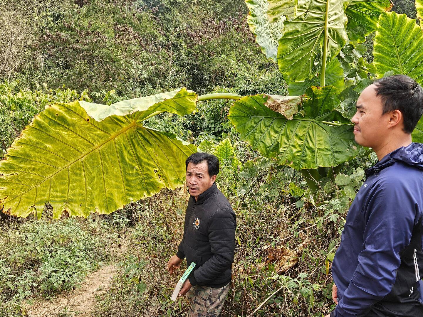 If the sap of this plant makes you itchy, you don't have malaria. If you do, the root is medicine