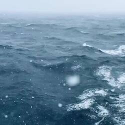 And then it started snowing — Zavadovski Island, SSI.