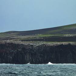 Glimpse of the world's largest penguin colony ... these are chinstrap penguins.